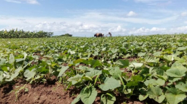 Muestra avances en la producción de alimentos organización campesina local