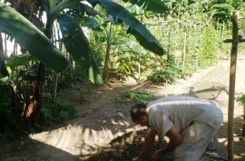 Cultivar los patios: gestión y respuesta desde lo pequeño