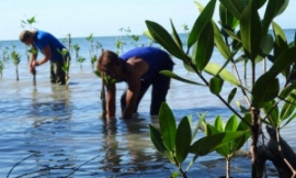 Cuba, entre investigaciones y aportes