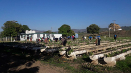 Contribuye CTC a producción de alimentos en Santiago de Cuba