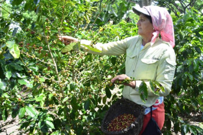 Cosecha cafetalera en Contramaestre: a tono con las previsiones
