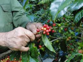Avanza cosecha cafetalera en Santiago de Cuba
