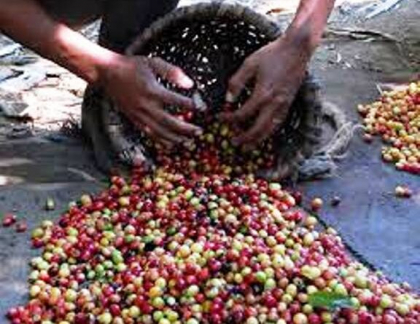 Caficultores sanluiseros trabajan por mejorar calidad del grano