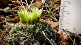 Muestra resultados proyecto de protección de la flora en Holguín