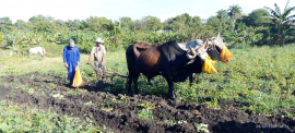 Mayores empeños productivos acompañan las celebraciones por el Día del  Campesino en San Luis