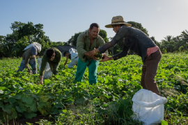 Nuevo orden jurídico para mayor eficiencia y sostenibilidad en las cooperativas agropecuarias