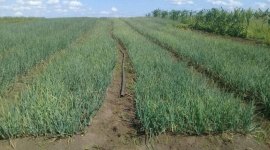 Polos productivos sanluiseros, garantes en la entrega de alimentos