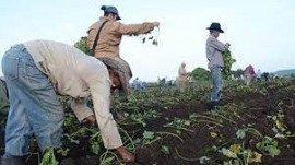 SOBRE RETOS AVANZA SANTIAGO DE CUBA EN LA SIEMBRA DE FRÍO