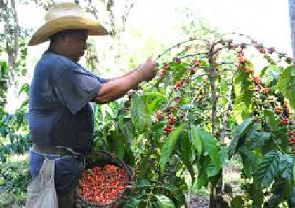 Por una mejor cosecha cafetalera