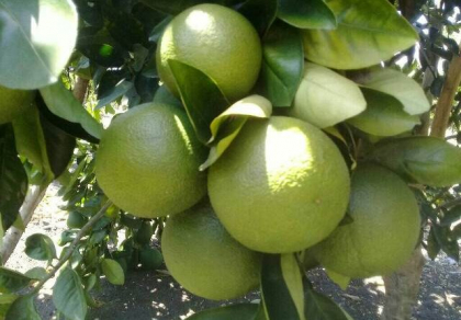 Producir alimentos, prioridad del campesinado en San Luis