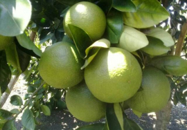 Producir alimentos, prioridad del campesinado en San Luis