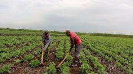 Potencian producción de alimentos en Santiago de Cuba