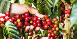 Estructura Cooperativa sanluisera con notables avances en la producción cafetalera y de alimentos