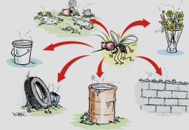 Al mosquito hay que darle guerra