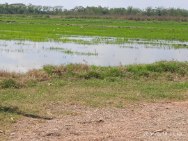 En Santiago de Cuba se implementa la producción arrocera