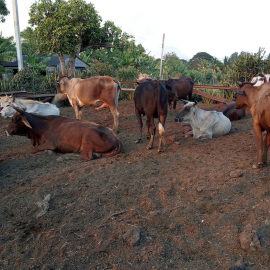 La ganadería mellense garantiza cerca del 80 por ciento de la leche correspondiente a la canasta familiar normada