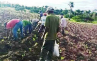 Campesinos de estructura sanluisera apuestan por la vinculación del hombre al área