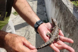 La ciencia, aliada en la conservación del cocodrilo cubano