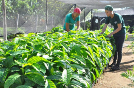 Ciencia y técnica en función de la producción cafetalera en San Luis