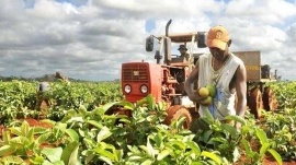 Avanza recuperación de la agricultura en Santiago de Cuba
