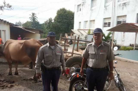 Detienen a autores de hurto y sacrificio ilegal de ganado en Songo-La Maya