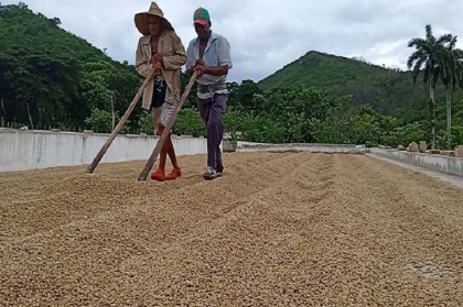 Programa de desarrollo cafetalero avanza en Segundo Frente