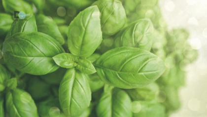 La albahaca atrae el dinero