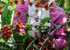 Para que haya más café