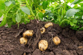 Agroecología abre nuevos espacios en cultivo de papa en Cuba