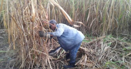 Técnicos azucareros de San Luis prevén realizar una zafra más eficiente