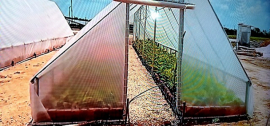 Proyectos de desarrollo local avivan la producción de alimentos en Contramaestre
