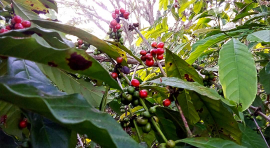 Por una cosecha a la altura de la mayor provincia productora de café