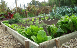 Priorizan producción de alimentos en organopónicos de Santiago de Cuba