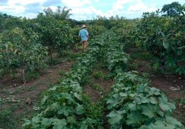 Urge incrementar niveles productivos en San Luis