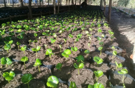 Intercambian especialistas del cultivo del café en Santiago de Cuba