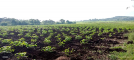 En cooperativa cañera comprometidos con la siembra de caña y alimentos