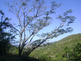 Nuestras riquezas forestales están en buenas manos