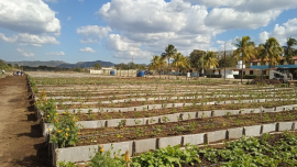Organopónico de Segundo Frente tiene mucho que ofrecer