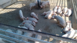 De cómo se encauza la recuperación porcina