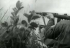 Victoria de El Uvero, mayoría de edad de la guerrilla