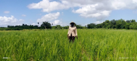 Productor sanluisero se inserta en la siembra de arroz