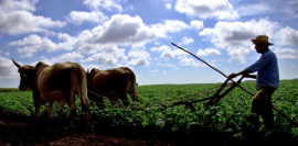 No habrá soberanía alimentaria sin la unidad