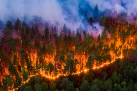 Incendio, enemigo número uno de los bosques