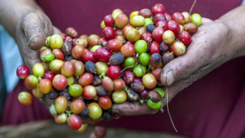 BioCubaCafé se afianza en la serranía de Santiago de Cuba