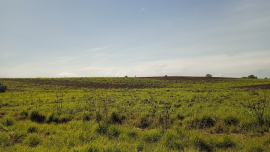 Empresa Agroforestal La Maya, comprometida con la producción de alimentos