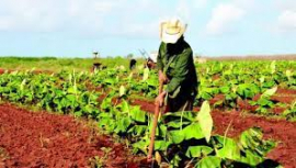 Se destacan jóvenes en la producción de alimentos en sector cooperativo
