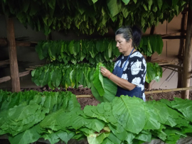 Nuevo sendero turístico agroecológico: del Tabaco al Humo