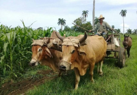 Priorizan uso de tracción animal en plantaciones cañeras de San Luis