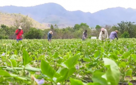 Anuncia Delegación Provincial de la Agricultura proyecciones de trabajo de 2024