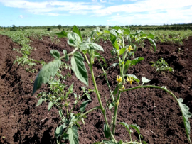 “Sí, se puede”: la convicción de los productores en Contramaestre